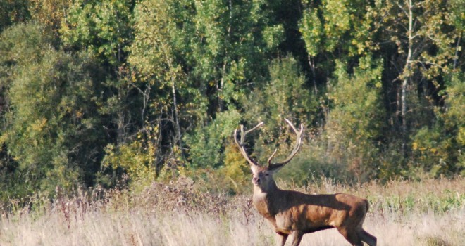 ONF  éradication du cerf  Chasseurs de l'Est