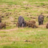 Crédit : Rainer Fuhrmann/AdobeStock