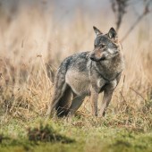 Le loup est de plus en plus présent à travers l'Hexagone, avec une expansion notable dans l'est de la France.   Crédit : Piotr Krzeslak/AdobeStock
