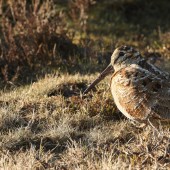 Signalez l’ensemble de vos prélèvements de chasse.   Crédit : Sandra Standbridge/AdobeStock