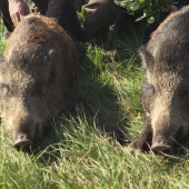 Des débuts remarquables pour Alice Lang.   Crédit : FDC 54