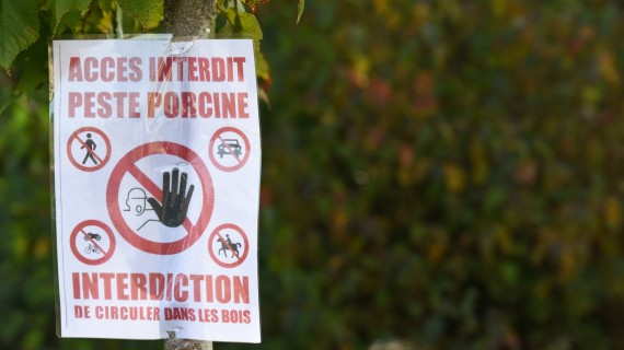 Crédit : Jean-Luc Flémal - BE/AdobeStock