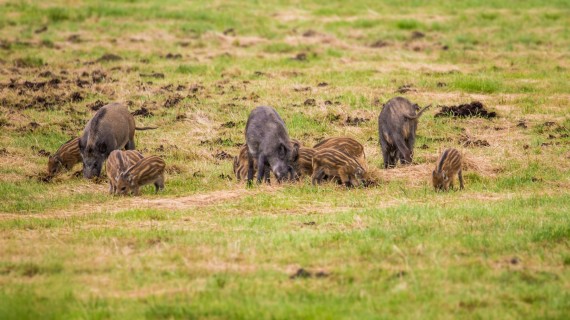 Crédit : Rainer Fuhrmann/AdobeStock