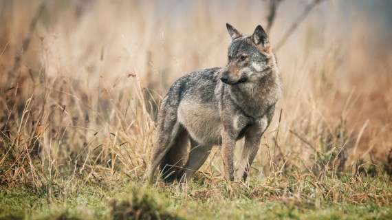 Le loup est de plus en plus présent à travers l'Hexagone, avec une expansion notable dans l'est de la France.   Crédit : Piotr Krzeslak/AdobeStock