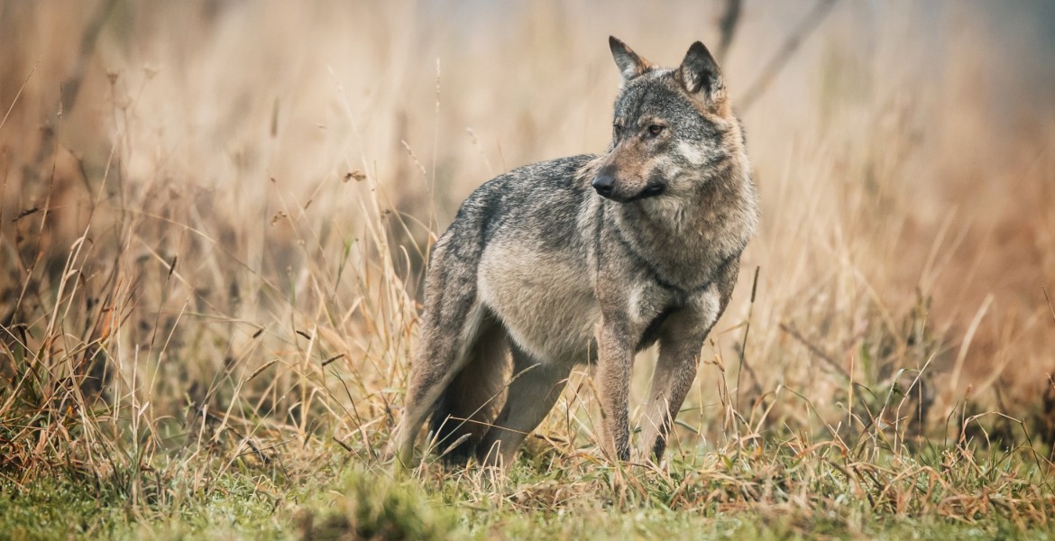 Le loup est de plus en plus présent à travers l'Hexagone, avec une expansion notable dans l'est de la France.   Crédit : Piotr Krzeslak/AdobeStock