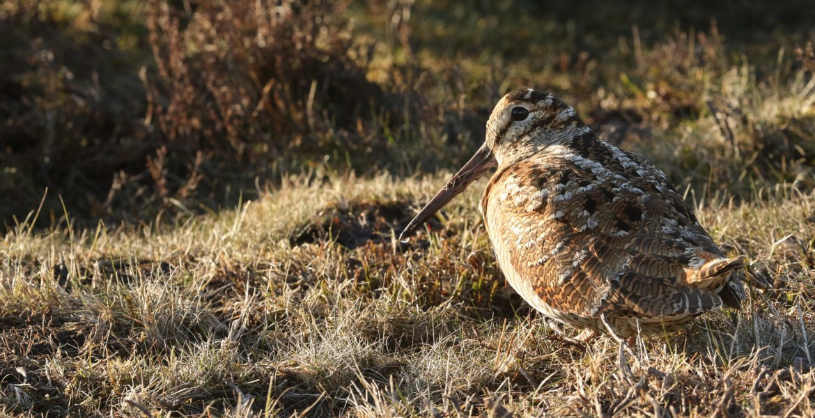 Signalez l’ensemble de vos prélèvements de chasse.   Crédit : Sandra Standbridge/AdobeStock