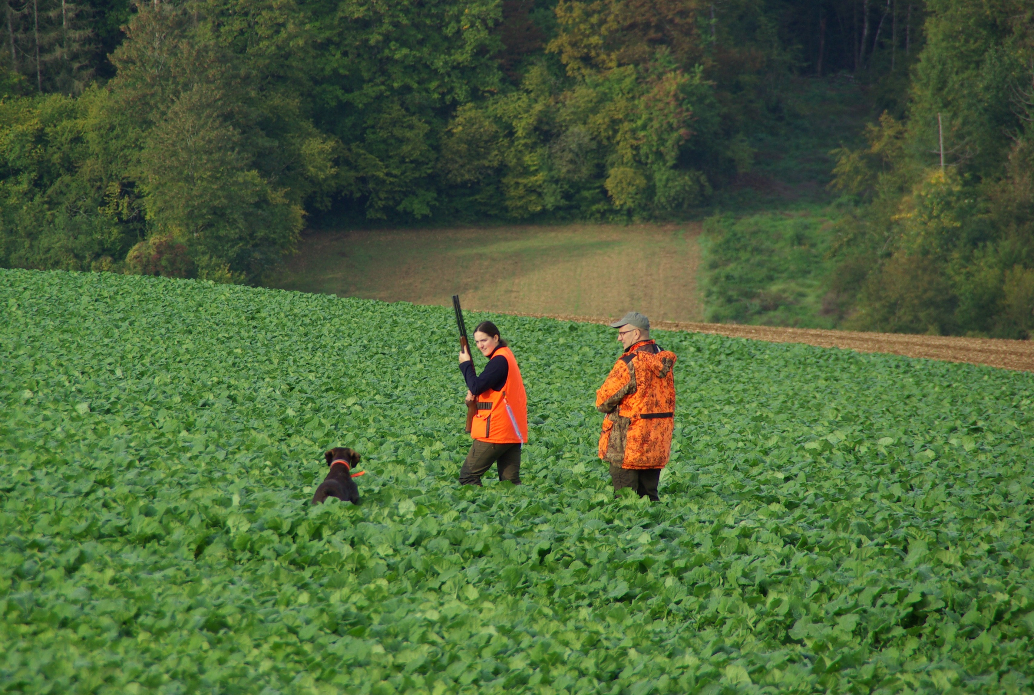 Les Rencontres Saint-Hubert s’adressent exclusivement aux chasseurs possédant des chiens d’arrêt ou spaniels. Crédit photo : Daniel FOERTSCH