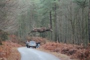 INSOLITE : un cerf de 130 kg en plein vol !