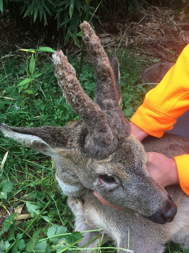 Brocard à perruque + 3 photos Lors de la première traque d'une journée de battue le 5 novembre dernier dans le secteur Thionvillois, Pierre a eu la chance de prélever ce beau brocard à perruque.  Félicitations !!!