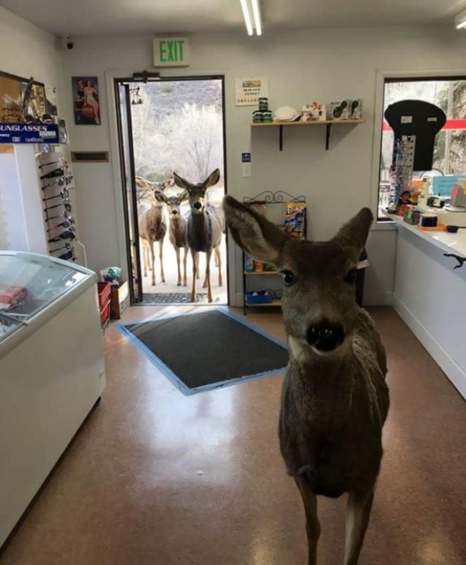 BUZZ : une biche et sa famille dans les magasins