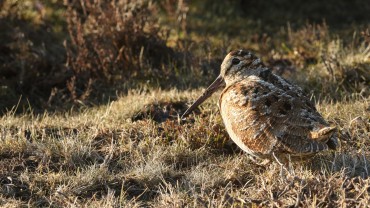 Signalez l’ensemble de vos prélèvements de chasse.   Crédit : Sandra Standbridge/AdobeStock