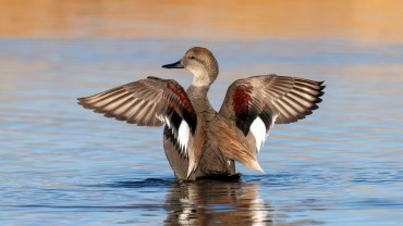 Le canard chipeau, l'une des espèces intégrées à la reconnaissance automatique de ChassAdapt.   ©Susan Hodgson/AdobeStock