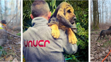 Venez-vous informer sur la recherche du grand gibier blessé et aidez-nous à la développer. Crédit : UNUCR