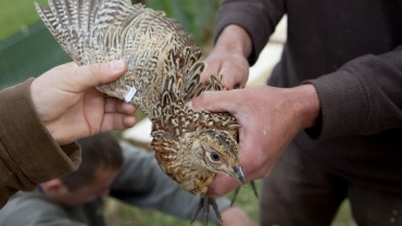 Le projet écocontribution AVIMARK s’appuie sur un partenariat entre la FNC et le CRBPO. Crédit : D.Gest
