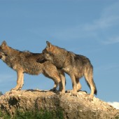 L'OFB enquête pour confirmer l'établissement officiel du loup dans le département. Crédit photo : MEISTERFOTO/AdobeStock