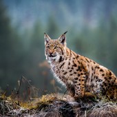 ©Tomas Hulik/AdobeStock