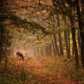 Dans ce contexte de gestion active de la faune, trois partenariats structurants ont été officialisés en novembre 2025.     Crédit : Laszlo/AdobeStock