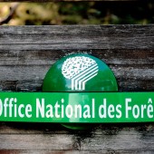 La décision de justice fait suite à plusieurs mois de litige entre l’ONF et des chasseurs. Crédit : Gilles Paire
