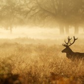Les trophées sont à déposer les 13 et 14 avril 2026. Crédit :  bridgephotography/AdobeStock