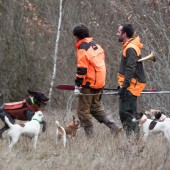 Un rappel des précautions essentielles s'impose pour tous les propriétaires de chiens de chasse. Crédit : FNC