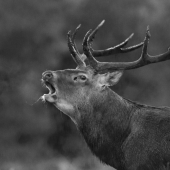 Une présence emblématique des massifs mosellans est menacée par la baisse des effectifs. Crédit : D.Gest
