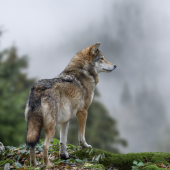 Crédit : byrdyak/AdobeStock