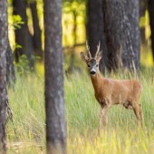 Crédit : WildMediaSK/Envato