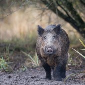 Le dernier jour d’agrainage pour le département des Vosges sera le jeudi 14 décembre 2023. Crédit : D.Gest
