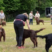 Les démonstrations des chiens mettent en valeur les qualités de nombreuses races de travail. ©Y.Overney