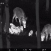 La règlementation reste inchangée à ce jour dans le cadre du tir de nuit du sanglier. Crédit : FDC 57