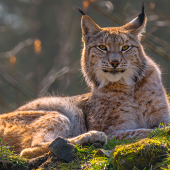 Les suivis mis en place dans le cadre du réseau Loup-Lynx attestent de la présence du lynx dans les Vosges. Crédit : Mario Plechaty/AdobeStock