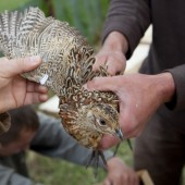Le projet écocontribution AVIMARK s’appuie sur un partenariat entre la FNC et le CRBPO. Crédit : D.Gest
