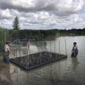 Les radeaux végétalisés ont été installés par la société Aquatic' Bezançon. Crédit : FDC 55