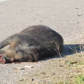Déclarez les animaux morts ou noyés sur l'application Vigifaune. Crédit photo : FDC 57