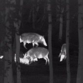 Pour le moment seuls les adaptateurs intensificateurs de lumière infrarouge sont autorisés pour le tir de nuit. Crédit : FDC 57