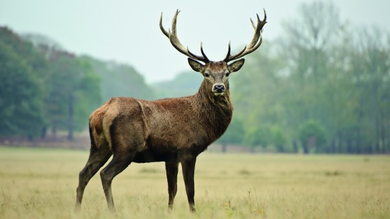 ’exposition annuelle des trophées de cerfs organisée par la FDC 57 aura lieu cette année dans l’arrondissement de Sarrebourg