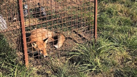 L’analyse des bilans de prélèvement permet de mieux connaître l’état de conservation des espèces.  Crédit : FDC 57