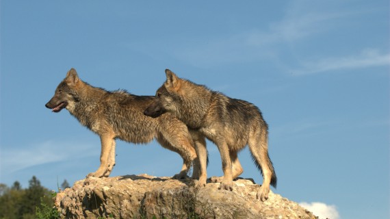 L'OFB enquête pour confirmer l'établissement officiel du loup dans le département. Crédit photo : MEISTERFOTO/AdobeStock