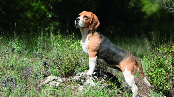 La contamination des chiens se fait par l’ingestion de viande ou d’abats de porcs ou de sangliers qui ont été contaminés par le virus.