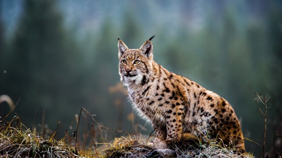 ©Tomas Hulik/AdobeStock