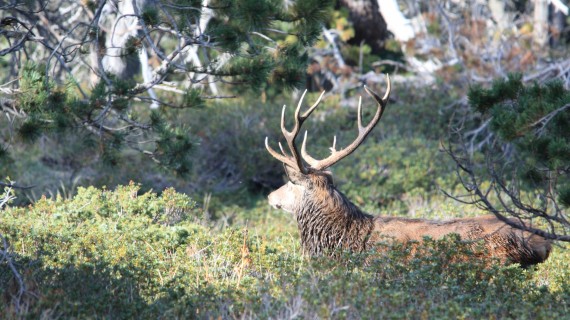 Crédit : arenysam/AdobeStock