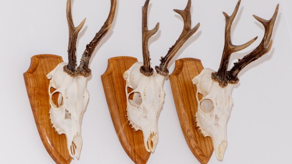 Crédit : sebi_2569/AdobeStock