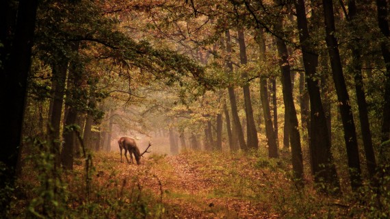 Dans ce contexte de gestion active de la faune, trois partenariats structurants ont été officialisés en novembre 2025.     Crédit : Laszlo/AdobeStock