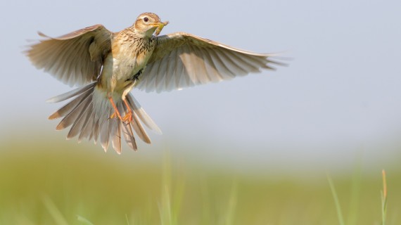 Le Conseil d’État a jugé illégales deux nouvelles pratiques de chasse à l’alouette, dans une décision rendue le lundi 6 mai. Crédit : YaD/AdobeStock