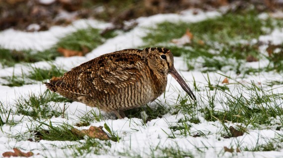 Vous devez signaler à votre président ou responsable de chasse l’ensemble de vos prélèvements de chasse (oiseaux de passage, petit gibier, gibier d’eau, ESOD…). Crédit : Agamei/AdobeStock