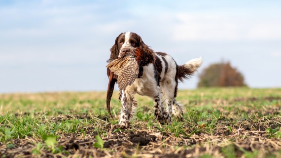 Les Journées Saint Hubert laisse leur place au Challenge National Chasseurs de France (CNCF). Crédit : zoyas2222/AdobeStock