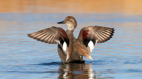 Le canard chipeau, l'une des espèces intégrées à la reconnaissance automatique de ChassAdapt.   ©Susan Hodgson/AdobeStock