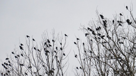 Si des secteurs ont subi les foudres des corvidés, l’impact général était inférieur aux saisons précédentes. Crédit : FDC 57