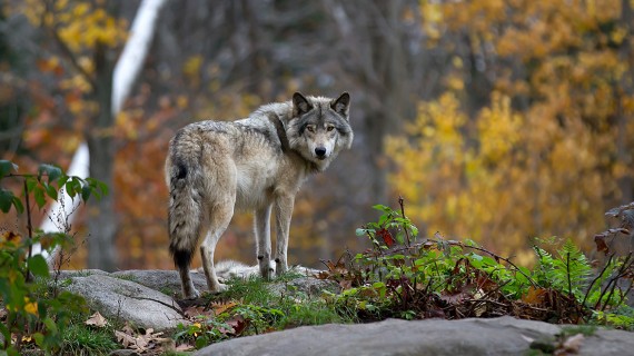 canis lupus