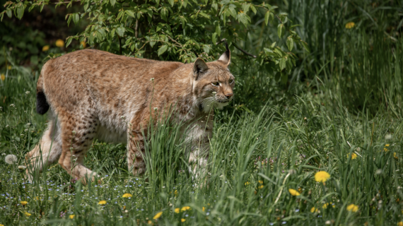 Crédit : wirestock/Envato